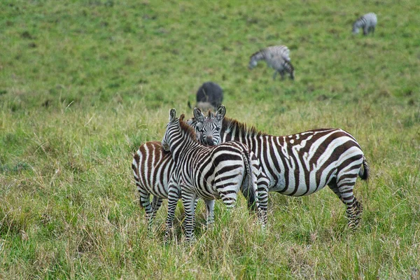 Zebra Tsavo Keleten Tsavo West Amboseli Nemzeti Park Kenyában — Stock Fotó
