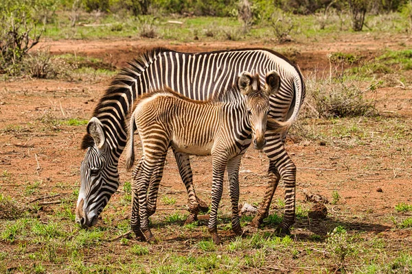 Zebra Tsavo Doğu Tsavo Batı Amboseli Ulusal Parkı Kenya — Stok fotoğraf