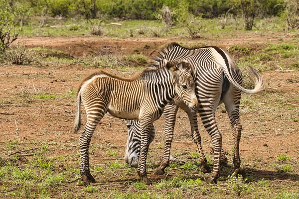 Zebra Leste Tsavo Oeste Tsavo Parque Nacional Amboseli Quênia — Fotografia de Stock