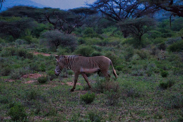 Zebra Leste Tsavo Oeste Tsavo Parque Nacional Amboseli Quênia — Fotografia de Stock