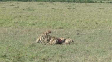 Gepard in the savannah in the Tsavo East and Tsavo West National Park