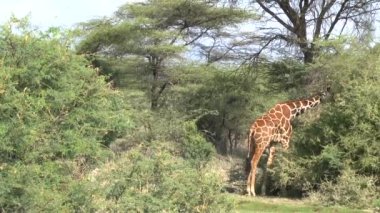 Tsavo Doğu 'da zürafalar, Tsavo Batı' da ve Kenya 'da Amboseli Ulusal Parkı' nda 