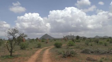 Tsavo Doğu 'da zürafalar, Tsavo Batı' da ve Kenya 'da Amboseli Ulusal Parkı' nda 
