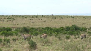 Ulusal Park 'ta antiloplar Tsavo Doğu, Tsavo Batı ve Kenya' da Amboseli