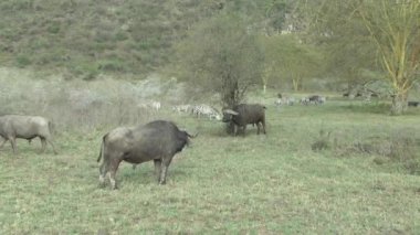 Buffalo in the National Park Tsavo East, Amboseli, Samburu, Nakuru, and Tsavo West in Kenya