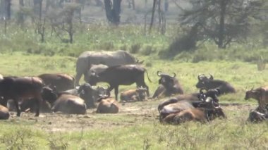 Buffalo in the National Park Tsavo East, Amboseli, Samburu, Nakuru, and Tsavo West in Kenya