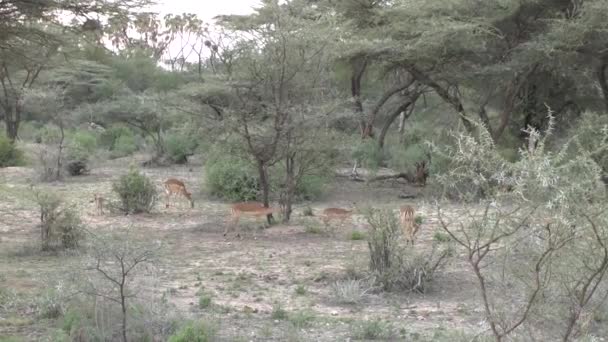 Antilopen Het Nationaal Park Tsavo East Tsavo West Amboseli Kenia — Stockvideo