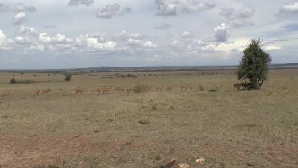 Antelopes Parque Nacional Tsavo Leste Tsavo Oeste Amboseli Quênia — Vídeo de Stock