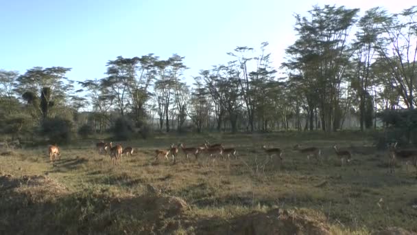 Антелопи Національному Парку Цаво Схід Цаво Захід Амбоселі Кенії — стокове відео