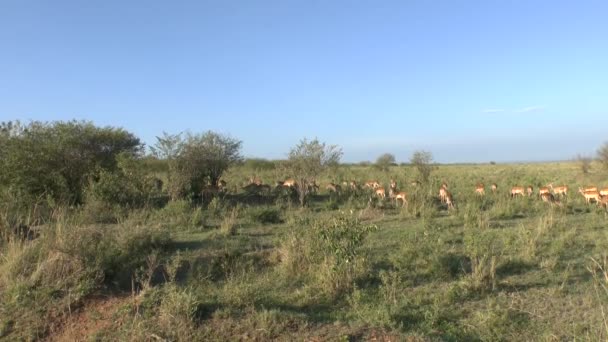 Антилопы Национальном Парке Цаво Восток Цаво Запад Амбосели Кении — стоковое видео