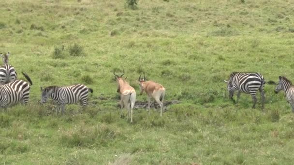 Антелопи Національному Парку Цаво Схід Цаво Захід Амбоселі Кенії — стокове відео