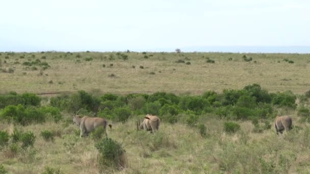 Антилопы Национальном Парке Цаво Восток Цаво Запад Амбосели Кении — стоковое видео