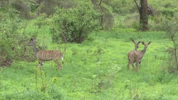 Antílopes Parque Nacional Tsavo Este Tsavo Oeste Amboseli Kenia — Vídeos de Stock