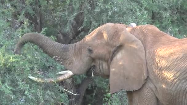 Olifanten Het Tsavo East Tsavo West National Park Kenia — Stockvideo
