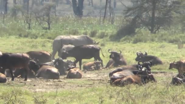 Buffalo National Park Tsavo East Amboseli Samburu Nakuru Tsavo West — Stockvideo