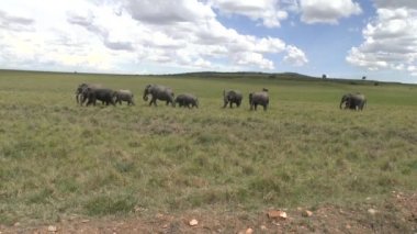 Tsavo Doğu 'daki filler ve Kenya' daki Tsavo Batı Ulusal Parkı