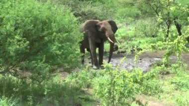 Tsavo Doğu 'daki filler ve Kenya' daki Tsavo Batı Ulusal Parkı
