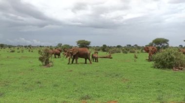 Tsavo Doğu 'daki filler ve Kenya' daki Tsavo Batı Ulusal Parkı