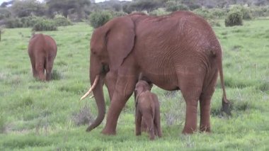 Tsavo Doğu 'daki filler ve Kenya' daki Tsavo Batı Ulusal Parkı