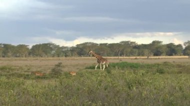 Tsavo Doğu 'da zürafalar, Tsavo Batı' da ve Kenya 'da Amboseli Ulusal Parkı' nda 