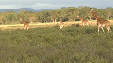 Tsavo Doğu 'da zürafalar, Tsavo Batı' da ve Kenya 'da Amboseli Ulusal Parkı' nda 
