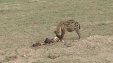 Ulusal Park 'taki sırtlanlar Tsavo East, Tsavo West ve Kenya' daki Amboseli