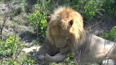 Tsavo Doğu ve Tsavo Batı Ulusal Parkı 'ndaki Aslanlar