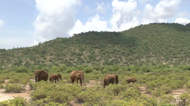 Ελέφαντες Στο Ανατολικό Τσάβο Και Στο Δυτικό Εθνικό Πάρκο Τσάβο — Αρχείο Βίντεο