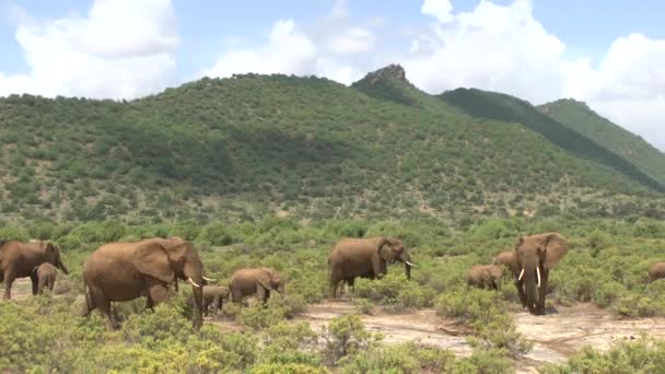 Elefantes Tsavo East Tsavo West National Park Quênia — Vídeo de Stock