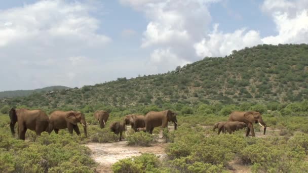 Elefantes Tsavo East Parque Nacional Tsavo West Kenia — Vídeos de Stock