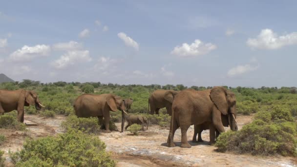 Olifanten Het Tsavo East Tsavo West National Park Kenia — Stockvideo