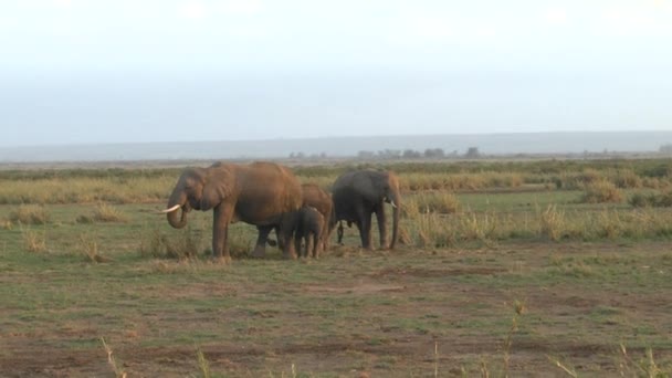 Elefantes Tsavo East Parque Nacional Tsavo West Kenia — Vídeos de Stock