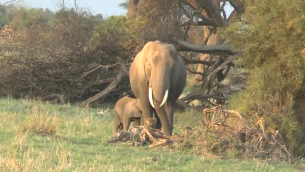 Elefantes Tsavo East Parque Nacional Tsavo West Kenia — Vídeo de stock