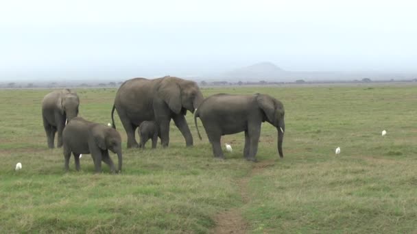 Słonie Tsavo East Tsavo West National Park Kenii — Wideo stockowe