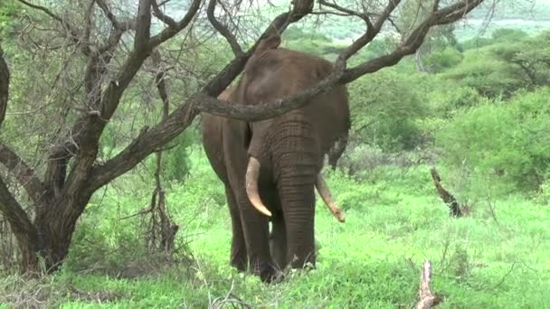 Elefantes Tsavo East Parque Nacional Tsavo West Kenia — Vídeo de stock