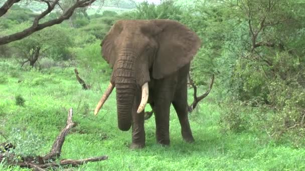 Olifanten Het Tsavo East Tsavo West National Park Kenia — Stockvideo