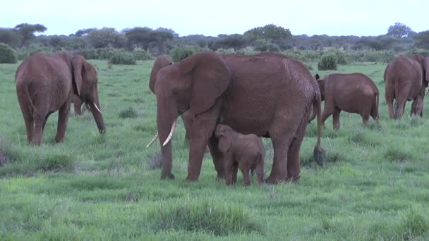 Tsavo Doğu Daki Filler Kenya Daki Tsavo Batı Ulusal Parkı — Stok video