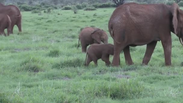 Słonie Tsavo East Tsavo West National Park Kenii — Wideo stockowe