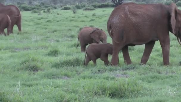 Tsavo Doğu Daki Filler Kenya Daki Tsavo Batı Ulusal Parkı — Stok video