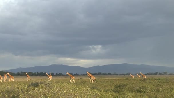 Girafas Leste Tsavo Oeste Tsavo Parque Nacional Amboseli Quênia — Vídeo de Stock