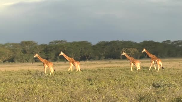 Jirafas Este Tsavo Oeste Tsavo Parque Nacional Amboseli Kenia — Vídeos de Stock