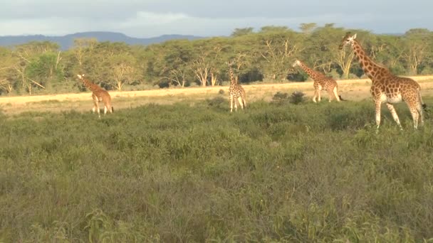 肯尼亚Tsavo East Tsavo West和Amboseli国家公园的Giraffes — 图库视频影像