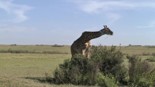 肯尼亚Tsavo East Tsavo West和Amboseli国家公园的Giraffes — 图库视频影像