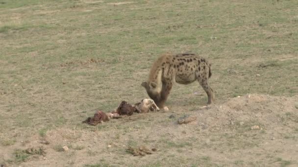 Hyenor Nationalparken Tsavo East Tsavo West Och Amboseli Kenya — Stockvideo