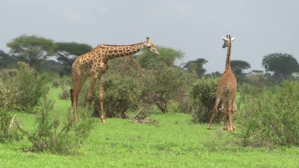 Girafas Leste Tsavo Oeste Tsavo Parque Nacional Amboseli Quênia — Vídeo de Stock