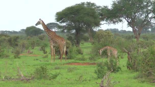 Zsiráfok Tsavo Keleten Tsavo Nyugaton Amboseli Nemzeti Parkban Kenyában — Stock videók