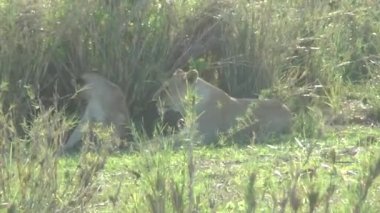Tsavo Doğu ve Tsavo Batı Ulusal Parkı 'ndaki Aslanlar
