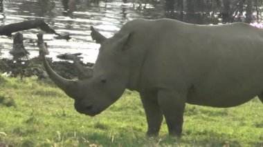Rhinoceros in the savannah on safari in Kenya