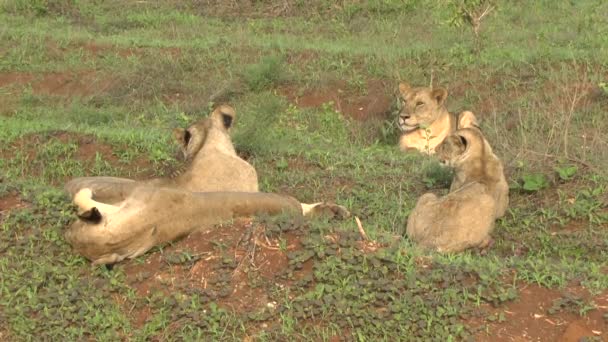 Leeuwen Het Tsavo East Tsavo West National Park — Stockvideo