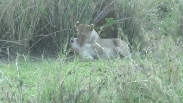 Leões Tsavo East Tsavo West National Park — Vídeo de Stock